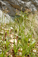 Luzula sylvatica ssp. sieberi