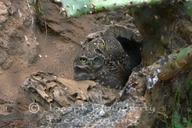 Rattlesnake Owl