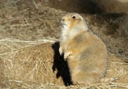 Cynomys ludovicianus