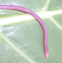 Boulengerula uluguruensis