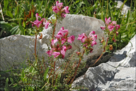 Pedicularis rostratocapitata ssp. rostratocapitata