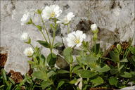 Cerastium latifolium-agg