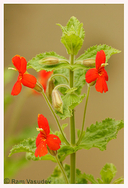 Erythranthe cardinalis