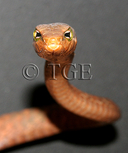 Thelotornis sp.