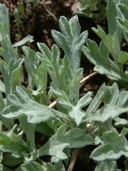 Artemisia stelleriana