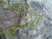 Chamaesyce vermiculata