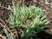 Helichrysum tianschanicum