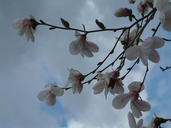 Magnolia sp.