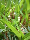 Maianthemum trifolium