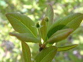 Nemopanthus mucronatus