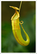 Nepenthes bicalcarata