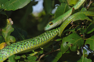 Spotted Bush-snake