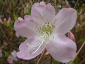 Rhododendron vaseyi
