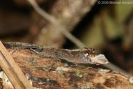 Ghost Anole