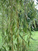 Salix Xsepulcralis