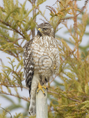 Buteo lineatus