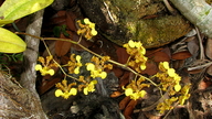 Oncidium barbatum