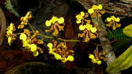 Oncidium barbatum