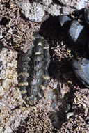 Nuttall's Chiton