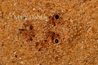 Namib Dwarf Adder