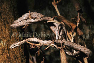 East African Bark Snake