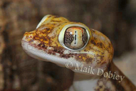 Petrie's Thin-toed Gecko