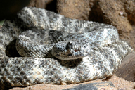 Western Speckled Rattlesnake