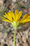 Gaillardia arizonica