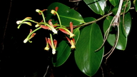 Souroubea guianensis
