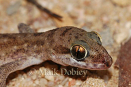Tornier's Leaf-toed Gecko