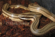 Conophis lineatus