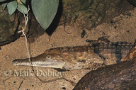 Johnstone River Crocodile