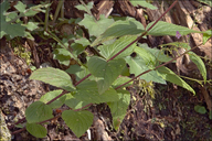 Veronica urticifolia
