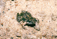 Phrynobatrachus mababiensis