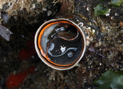 Thylacodes squamigerus