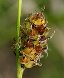 Carex pellita