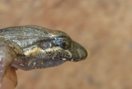 Leptodactylus podicipinus