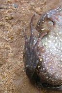 Leptodactylus podicipinus