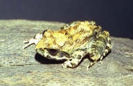Tomopterna natalensis