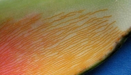 Philodendron acutatum