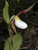 Cypripedium montanum