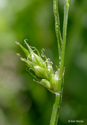 Carex deweyana ssp. leptopoda