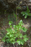 Delphinium purpusii