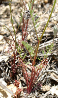 Gilia achilleifolia ssp. achilleifolia