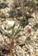 Angled-stem Buckwheat