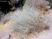 Long-stem Buckwheat