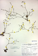 Eriogonum eremicola