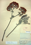 Eriogonum giganteum var. formosum