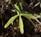 Delphinium patens ssp. patens