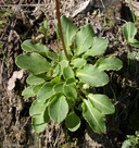 Primula hendersonii